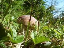 Wild mushroom growing in grass, picking wild mushroom is a national hobby in Czech republic-Jan Halaska-Photographic Print