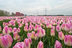 Cultivation of Tulips in Spring-Jan Marijs-Photographic Print