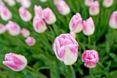 Cultivation of Tulips in Spring-Jan Marijs-Photographic Print