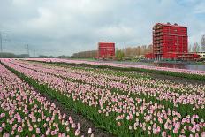 Cultivation of Tulips in Spring-Jan Marijs-Framed Photographic Print