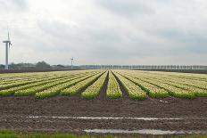 Cultivation of Flower Bulbs in Spring-Jan Marijs-Mounted Photographic Print