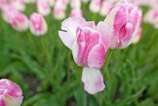 Cultivation of Tulips in Spring-Jan Marijs-Photographic Print