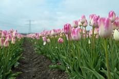 Cultivation of Tulips in Spring-Jan Marijs-Framed Photographic Print