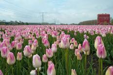 Cultivation of Tulips in Spring-Jan Marijs-Framed Photographic Print