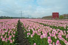 Cultivation of Tulips in Spring-Jan Marijs-Photographic Print