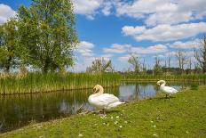 Swan on the Shore of a Lake in Spring-Jan Marijs-Photographic Print