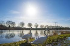 Swan on the Shore of a Lake in Spring-Jan Marijs-Photographic Print