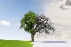 Apple Tree Isolated on a White Background-Jan Martin Will-Photographic Print