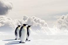 Emperor Penguins In Antarctica-Jan Martin Will-Stretched Canvas