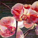 Lily Red-Jan McLaughlin-Art Print