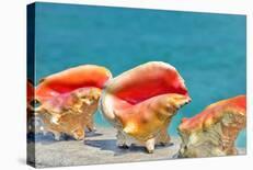 Three Conchs-Jan Michael Ringlever-Stretched Canvas