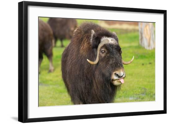 Photographic Print, , large