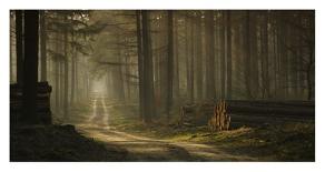 A Forest Walk-Jan Paul Kraaij-Photographic Print