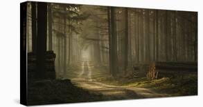 A Forest Walk-Jan Paul Kraaij-Photographic Print