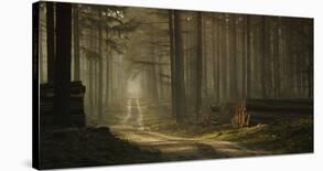 A Forest Walk-Jan Paul Kraaij-Framed Photographic Print