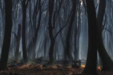 A Forest Walk-Jan Paul Kraaij-Stretched Canvas