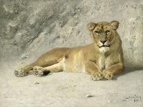 Lioness Resting-Jan van Essen-Framed Art Print