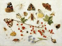 Butterflies, Moths and Other Insects with a Snail and a Sprig of Redcurrants, 1680-Jan Van Kessel-Stretched Canvas