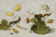 Die Verwandlung der Seidenraupe-Jan van Kessel-Giclee Print