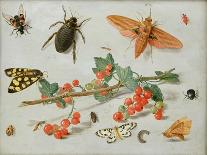 Insects-Jan van Kessel the Elder-Giclee Print