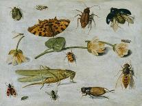 A Sprig of Redcurrants with an Elephant Hawk Moth, a Magpie Moth and Other Insects, 1657-Jan van Kessel the Elder-Giclee Print