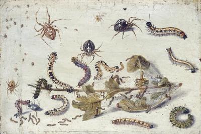 Various Spiders and Caterpillars, with a Sprig of Gooseberry, Early 1650S