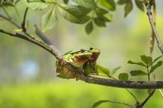 Green Tree Frog - Hyla Arborea - Two Tree Frogs Sitting next to Each Other on a Branch with a Beaut-Jana Krizova-Stretched Canvas