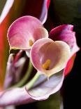 Calla Lily (Zantedeschia)-Jana Liebenstein-Photographic Print