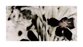 Cymbidium Flow II-Jane-Ann Butler-Giclee Print