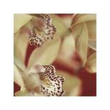 Cymbidium Orchid I-Jane Ann Butler-Giclee Print