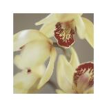 Cymbidium Flow I-Jane-Ann Butler-Stretched Canvas