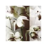 Cymbidium Orchid I-Jane Ann Butler-Giclee Print