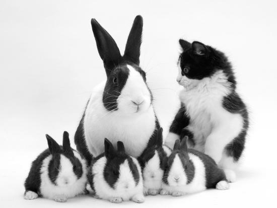 Photographic Print, , large