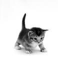 Domestic Cat, 8-Week, Chinchilla-Cross Silver Tortoiseshell Kitten-Jane Burton-Photographic Print