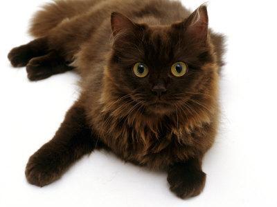 Domestic Cat 6 Month Chocolate Persian Cross Female