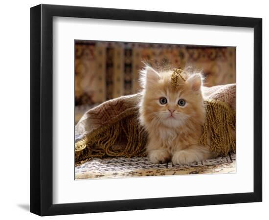 Premium Photographic Print, , large