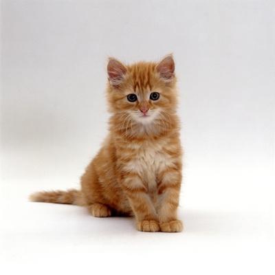 Domestic Cat, 8-Weeks, Fluffy Ginger Male Kitten