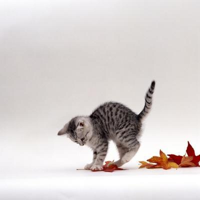 Domestic Cat, 9-Week, Silver Tabby Kitten Playing with Leaves