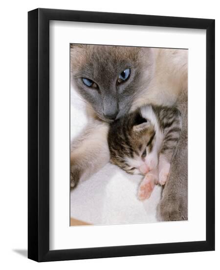 Premium Photographic Print, , large