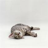 8-Week, Silver Tortoiseshell-And-White Kitten, Among Gillyflowers, Carnations and Meadowseed-Jane Burton-Photographic Print