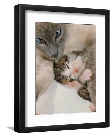 Premium Photographic Print, , large