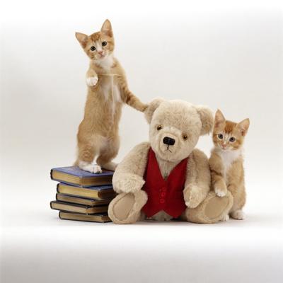 Domestic Cat, Two Red Kittens with Cream Teddy Bear in Red Waistcoat