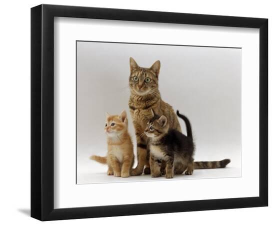 Premium Photographic Print, , large