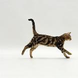 Domestic Cat, 6-Week, Abyssinian Kitten Walking in Grass with Buttercups-Jane Burton-Photographic Print