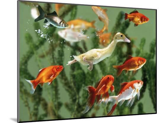 Photographic Print, , large