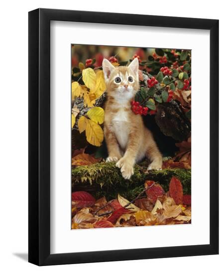Premium Photographic Print, , large
