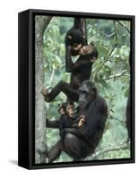 Jane Goodall Institute, Chimpanzees, Gombe National Park, Tanzania-Kristin Mosher-Framed Stretched Canvas