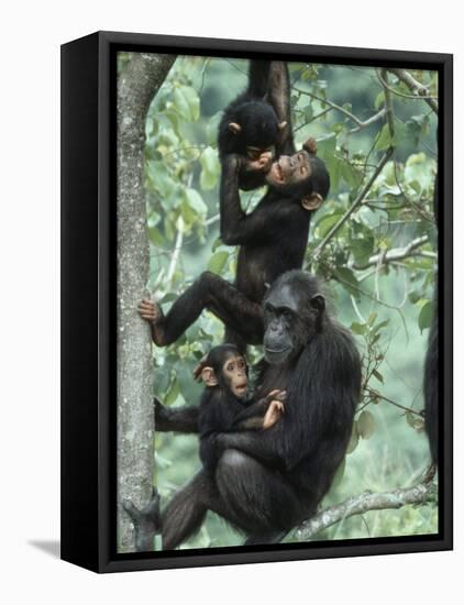 Jane Goodall Institute, Chimpanzees, Gombe National Park, Tanzania-Kristin Mosher-Framed Stretched Canvas