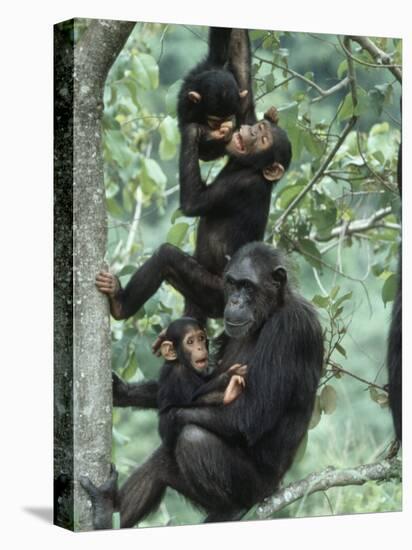 Jane Goodall Institute, Chimpanzees, Gombe National Park, Tanzania-Kristin Mosher-Stretched Canvas