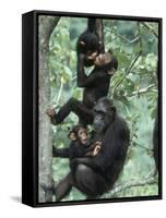 Jane Goodall Institute, Chimpanzees, Gombe National Park, Tanzania-Kristin Mosher-Framed Stretched Canvas